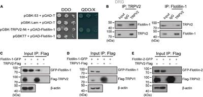 Flotillin-1 Interacts With and Sustains the Surface Levels of TRPV2 Channel